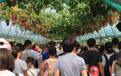 探寻田园风光 打造乡村旅游精品线路的实践与展望