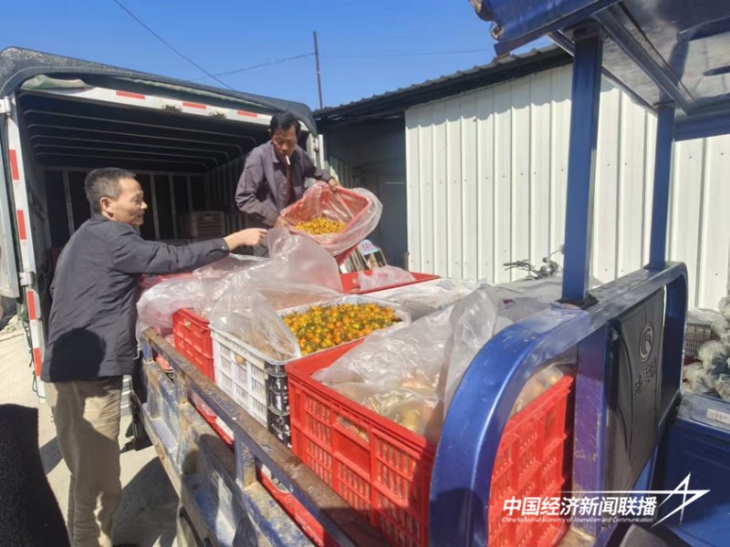 福建云霄东厦镇 小番茄“串”起乡村振兴大产业，点燃乡村旅游新引擎